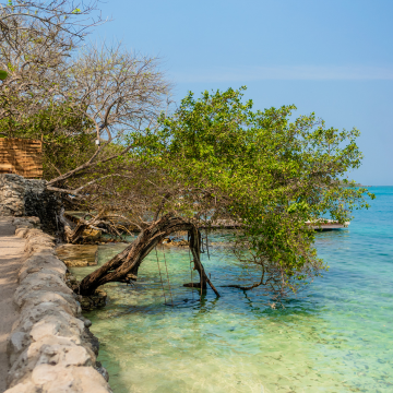 Manglares en las Islas del Rosario, ideales para recorrer en kayak con niños